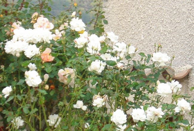 'Candeur ®' rose photo
