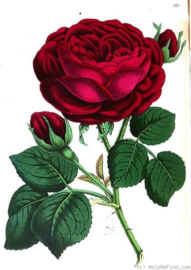 'Duke of Edinburgh (hybrid perpetual, Paul, 1868)' rose photo