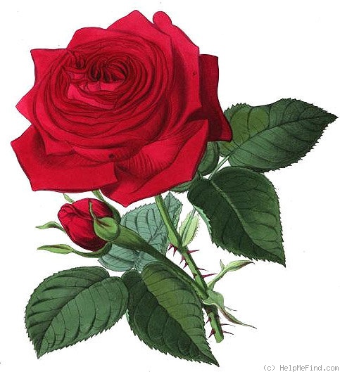 'Mrs. Jowitt (Hybrid Perpetual, Cranston, 1880)' rose photo