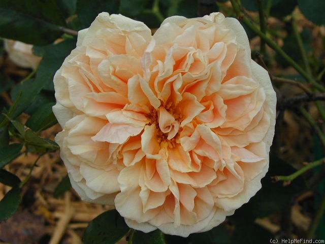 'Star of the Republic' rose photo