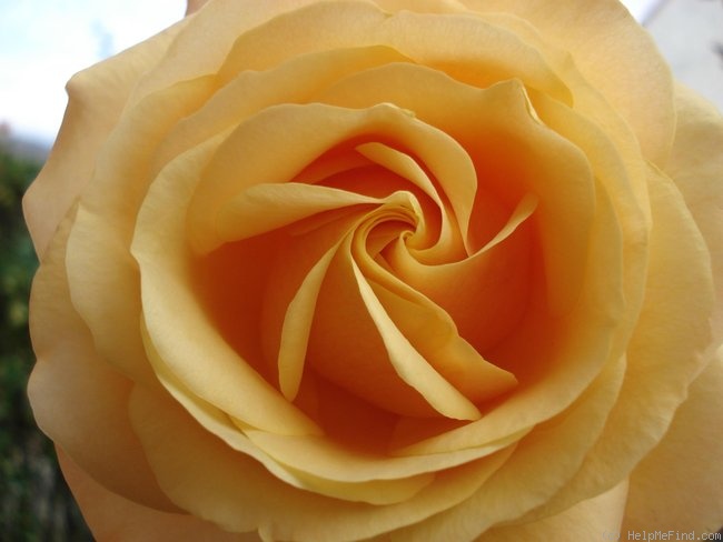 'Amber Flush' rose photo