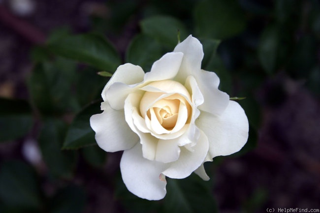 'Christine Hörbiger' rose photo
