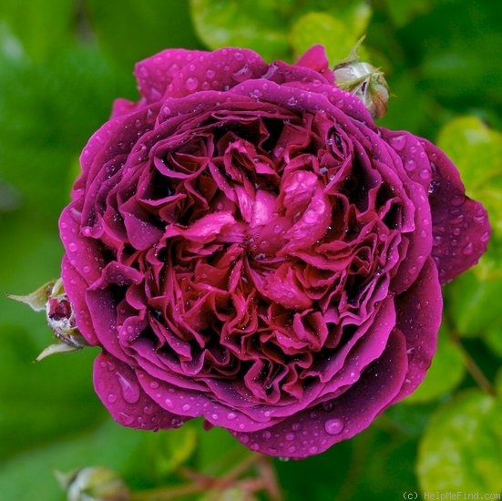 'William Shakespeare 2000 ™ (shrub, Austin 1994)' rose photo