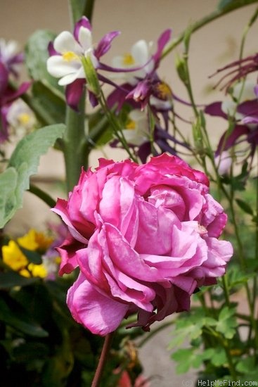 'Yves Piaget ®' rose photo