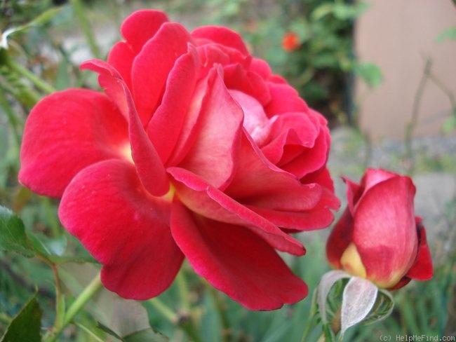 'Macha Méril ®' rose photo
