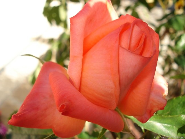 'Courtoisie ®' rose photo