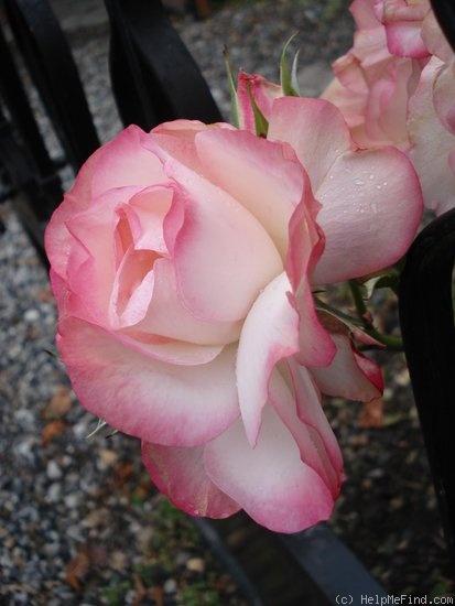 'Nicole ® (floribunda, Kordes 1985)' rose photo