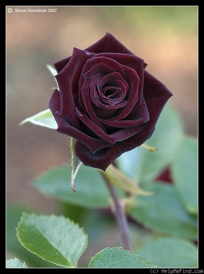 'Black Jade ™ (miniature, Benardella 1985)' rose photo