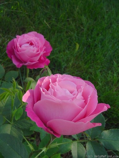 'Mrs. John Laing (Hybrid Perpetual, Bennett, 1885)' rose photo