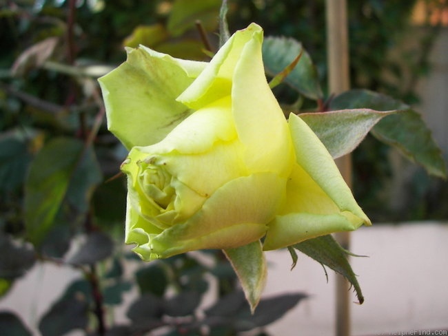 'Lemonade (florists rose, Kordes, 2002)' rose photo