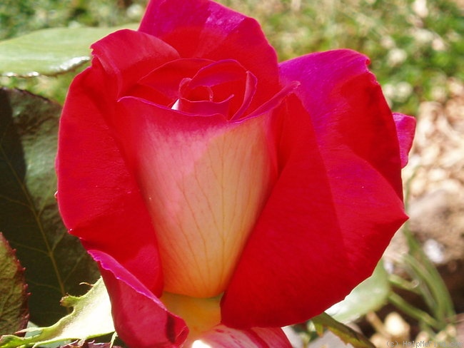 'Fiona's Wish' rose photo