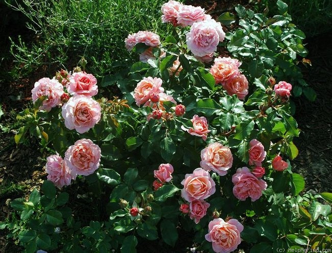 'Zambra 93' rose photo