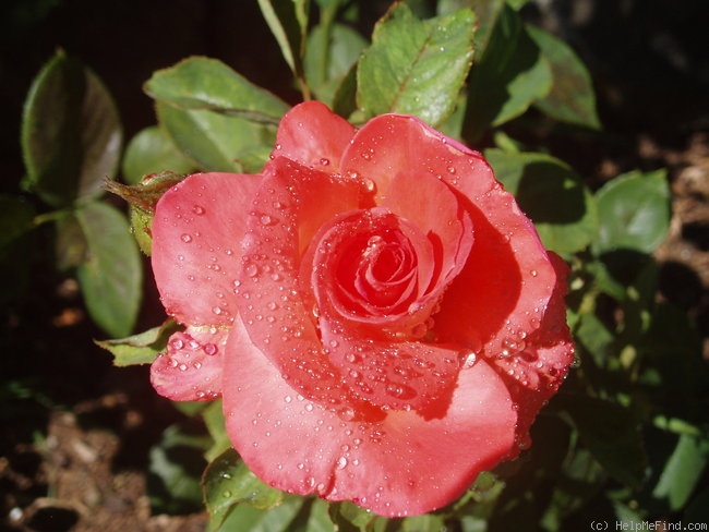 'Folklore (Hybrid Tea, Kordes, 1977)' rose photo