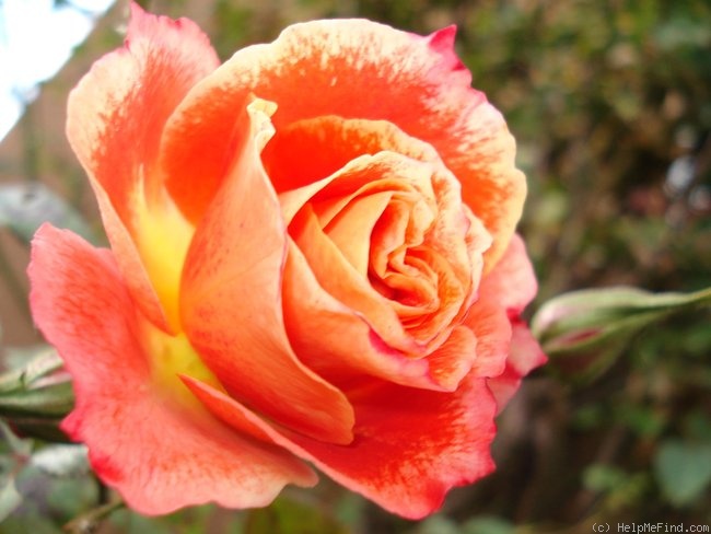 'Tango (shrub, McGredy, 1983)' rose photo