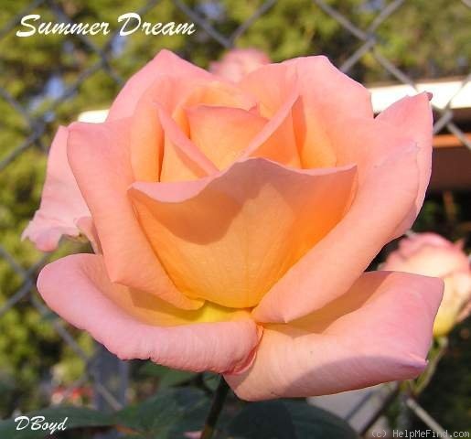 'Summer Dream (hybrid tea, Warriner, 1986)' rose photo