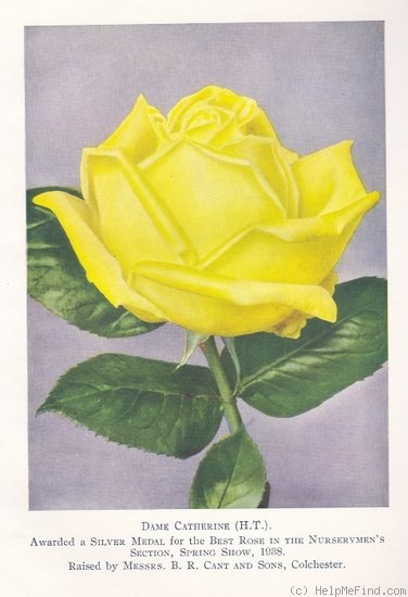 'Dame Catherine (hybrid tea, Cant 1933)' rose photo