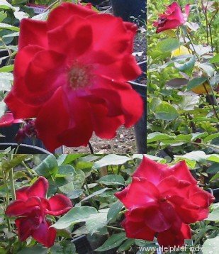 'Red Simplicity ®' rose photo