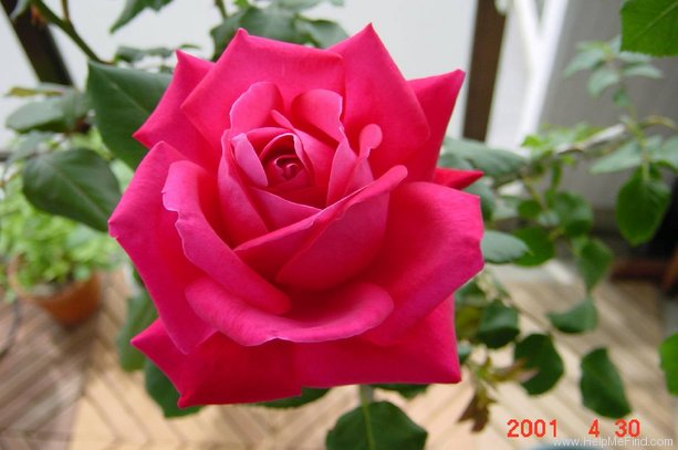 'Red Peace' rose photo
