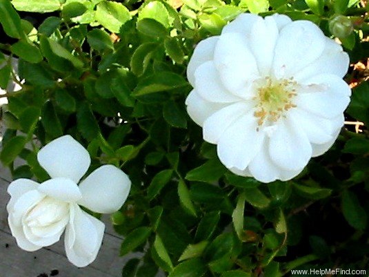 'Flower Carpet ® White' rose photo