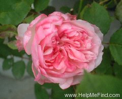 'Orsola Spinola ®' rose photo