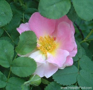 'Pink Nevada (shrub, Hilling 1959)' rose photo