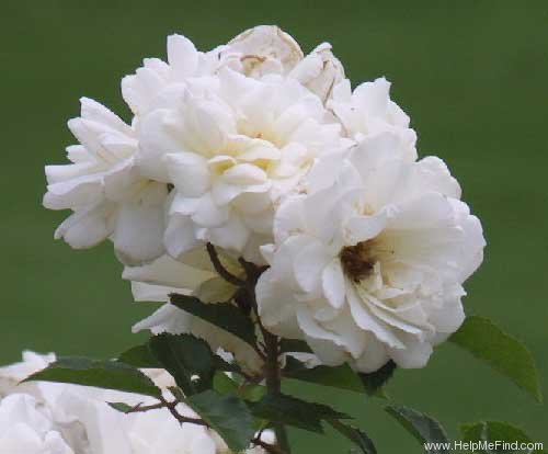 'Prosperity (Hybrid Musk, Pemberton, 1919)' rose photo