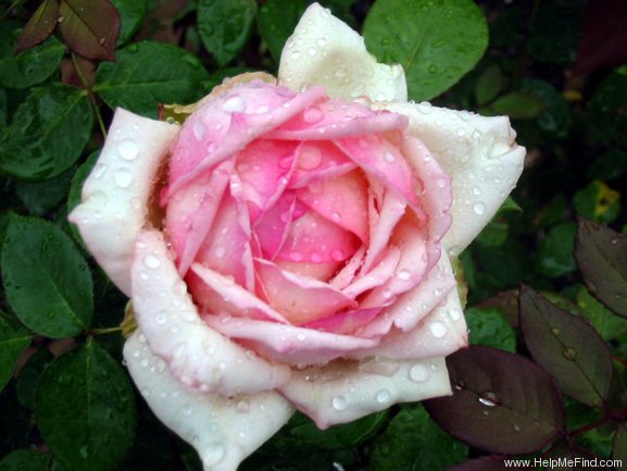 'Tipsy Imperial Concubine' rose photo