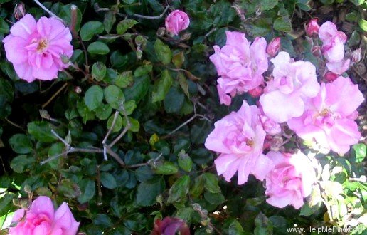 'Pinkie' rose photo