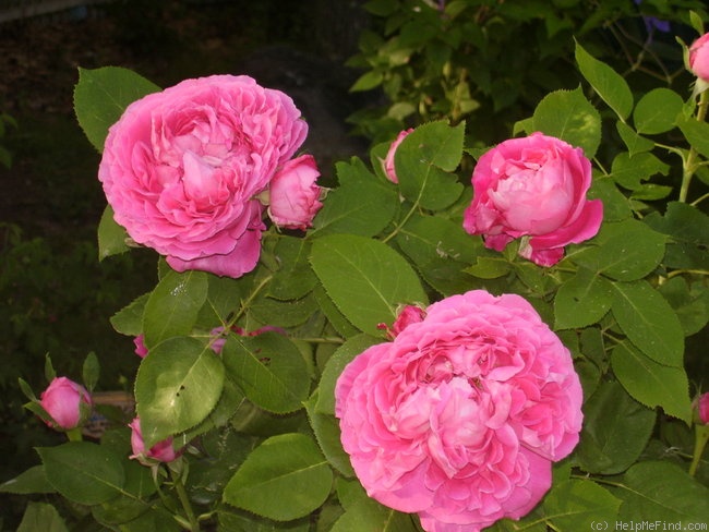 'Paul Neyron (Hybrid Perpetual, Levet, 1869)' rose photo