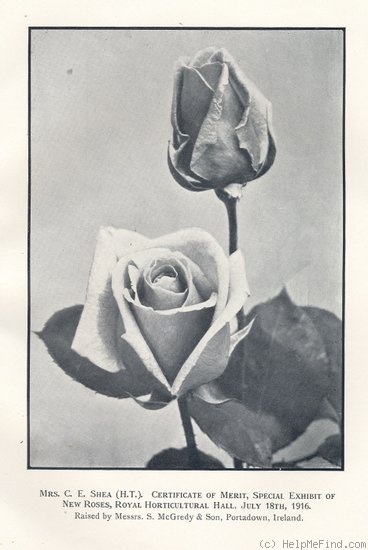 'Mrs. C.E. Shea' rose photo
