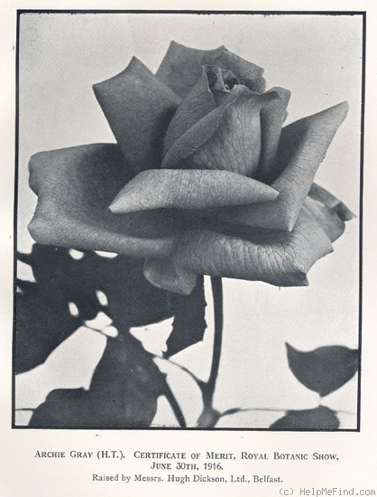 'Archie Gray' rose photo