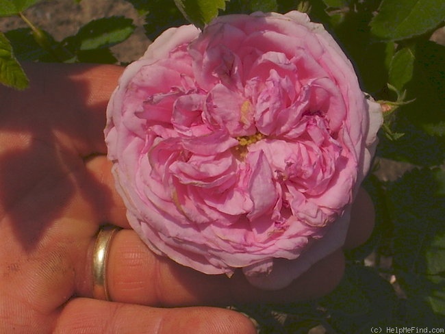 'Rosier des Peintres' rose photo