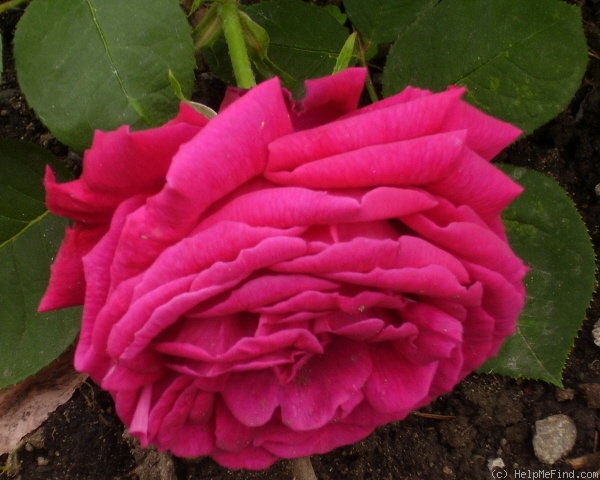 'Madame Victor Verdier' rose photo