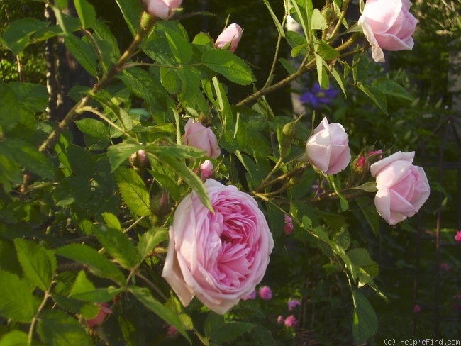 'Gloire Des Mousseux' rose photo