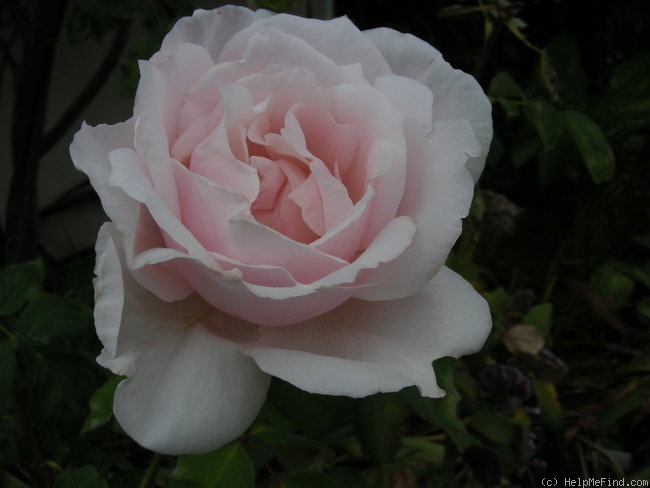 'Sweet Afton (hybrid tea, Armstrong & Swim, 1964)' rose photo