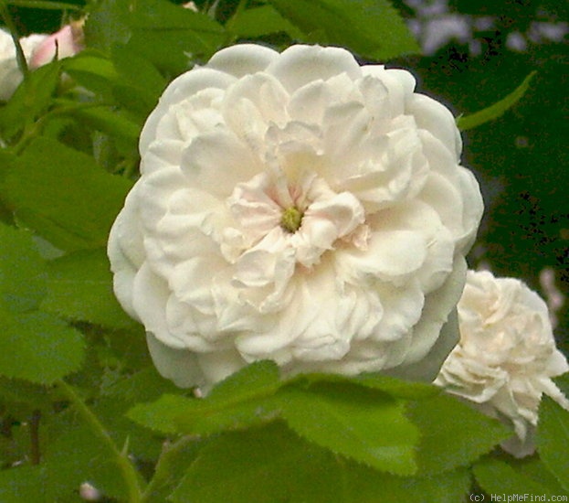 'Madame Plantier (hybrid noisette, Plantier, 1835)' rose photo