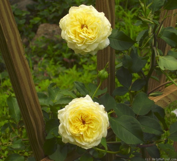 'Tahitian Moon' rose photo