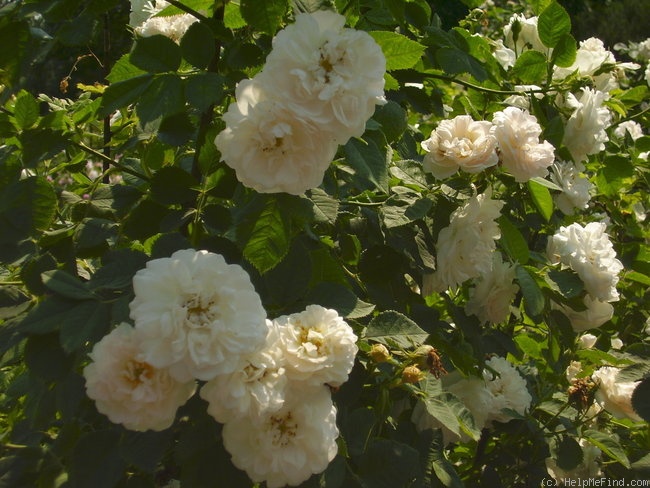 'Alba Maxima' rose photo