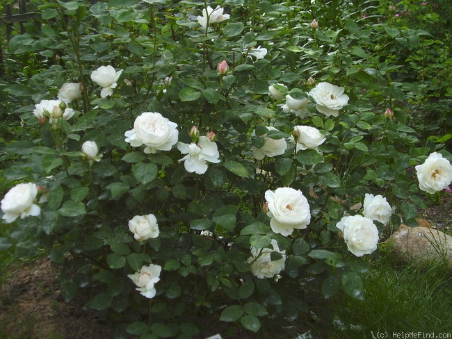 'Winchester Cathedral ®' rose photo