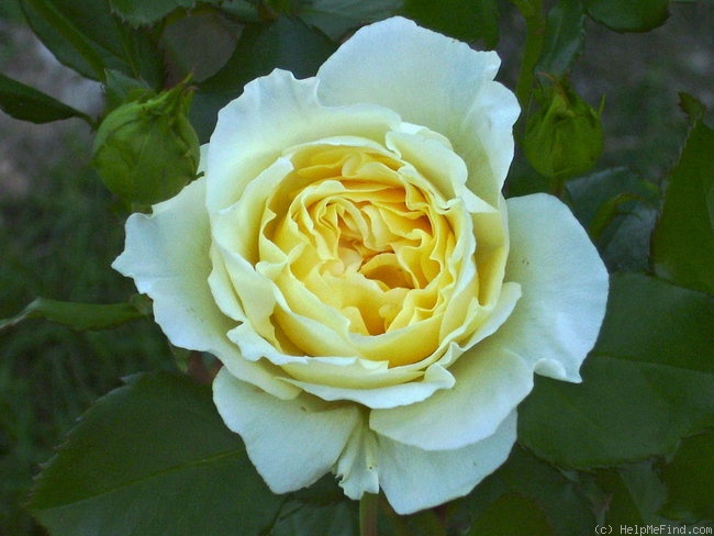 'Irish Hope (floribunda, Harkness, 1998)' rose photo