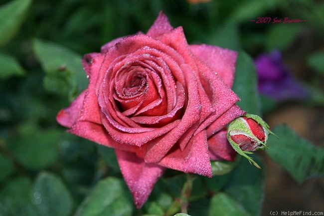 'Jocelyn' rose photo