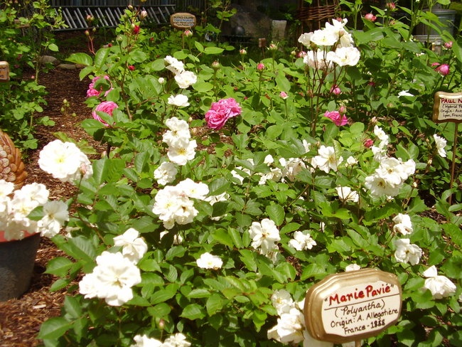 'Celeste's Rescued Rose Ranch'  photo