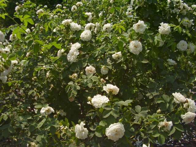 'Celeste's Rescued Rose Ranch'  photo