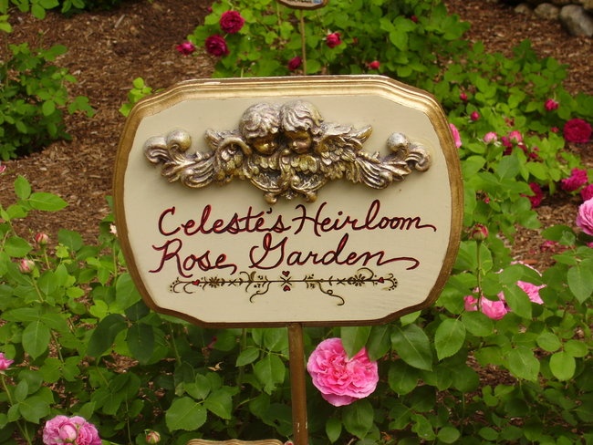 'Celeste's Rescued Rose Ranch'  photo