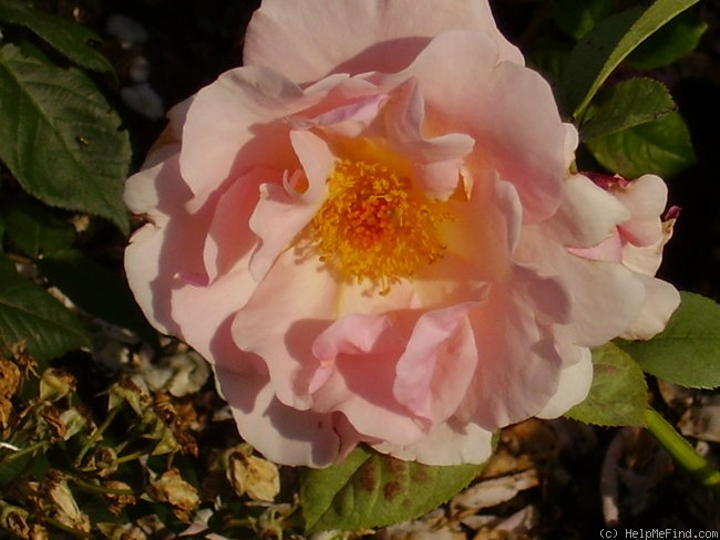 'Lucetta' rose photo