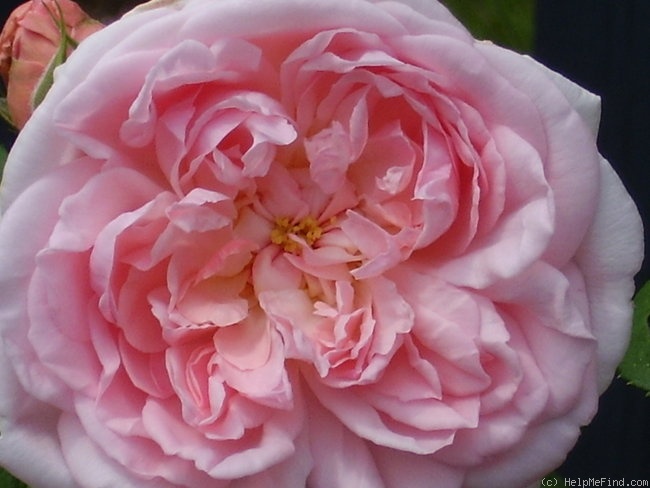 'Eglantyne' rose photo