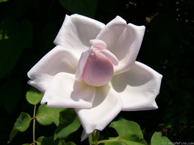 'Madame Alfred Carrière (noisette, Schwartz 1875)' rose photo