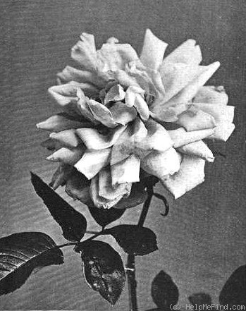 'Viscountess Falmouth' rose photo