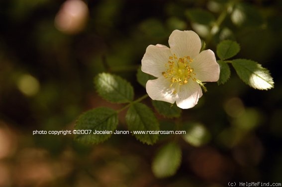 '<i>Rosa nitidula</i> Besser' rose photo