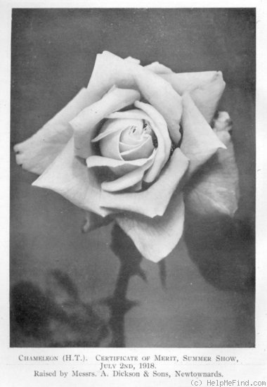 'Chameleon (hybrid tea, Dickson, 1918)' rose photo